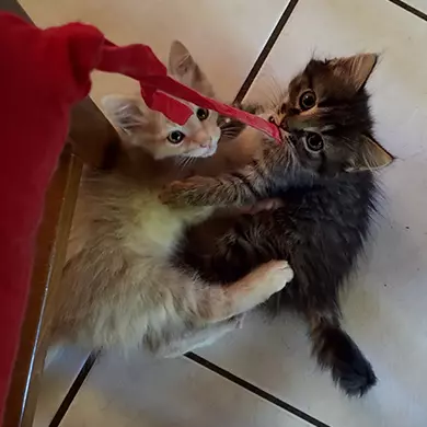 Chats
