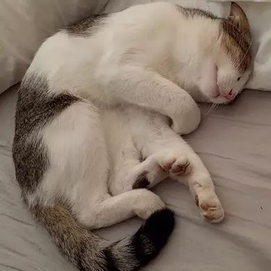 Chat