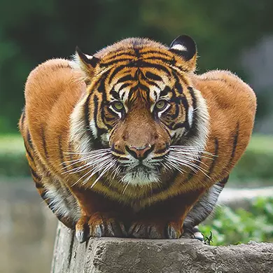 Tigre